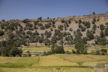 برداشت برنج در روستای کریَک استان کهگیلویه و بویراحمد