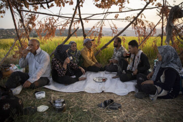 برداشت برنج در روستای کریَک استان کهگیلویه و بویراحمد