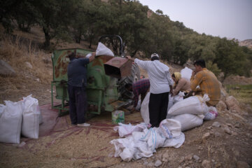 برداشت برنج در روستای کریَک استان کهگیلویه و بویراحمد