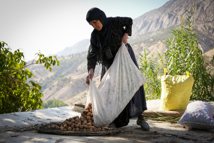 هر گردی "گردو" نیست، بازار طلای سبز لرستان در تصرف دلالان