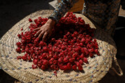 İran'da Hibisküs Hasadı