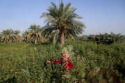 الگوی کشت در سطح ۱۴۴ هزار هکتار اراضی کشاورزی استان بوشهر اجرا می‌شود