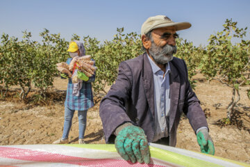 سومین جشنواره ملی برداشت پسته