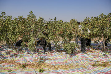 سومین جشنواره ملی برداشت پسته