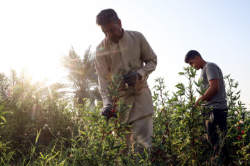 Cosecha de té rojo en Irán
