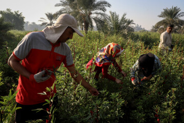 Cosecha de té rojo en Irán
