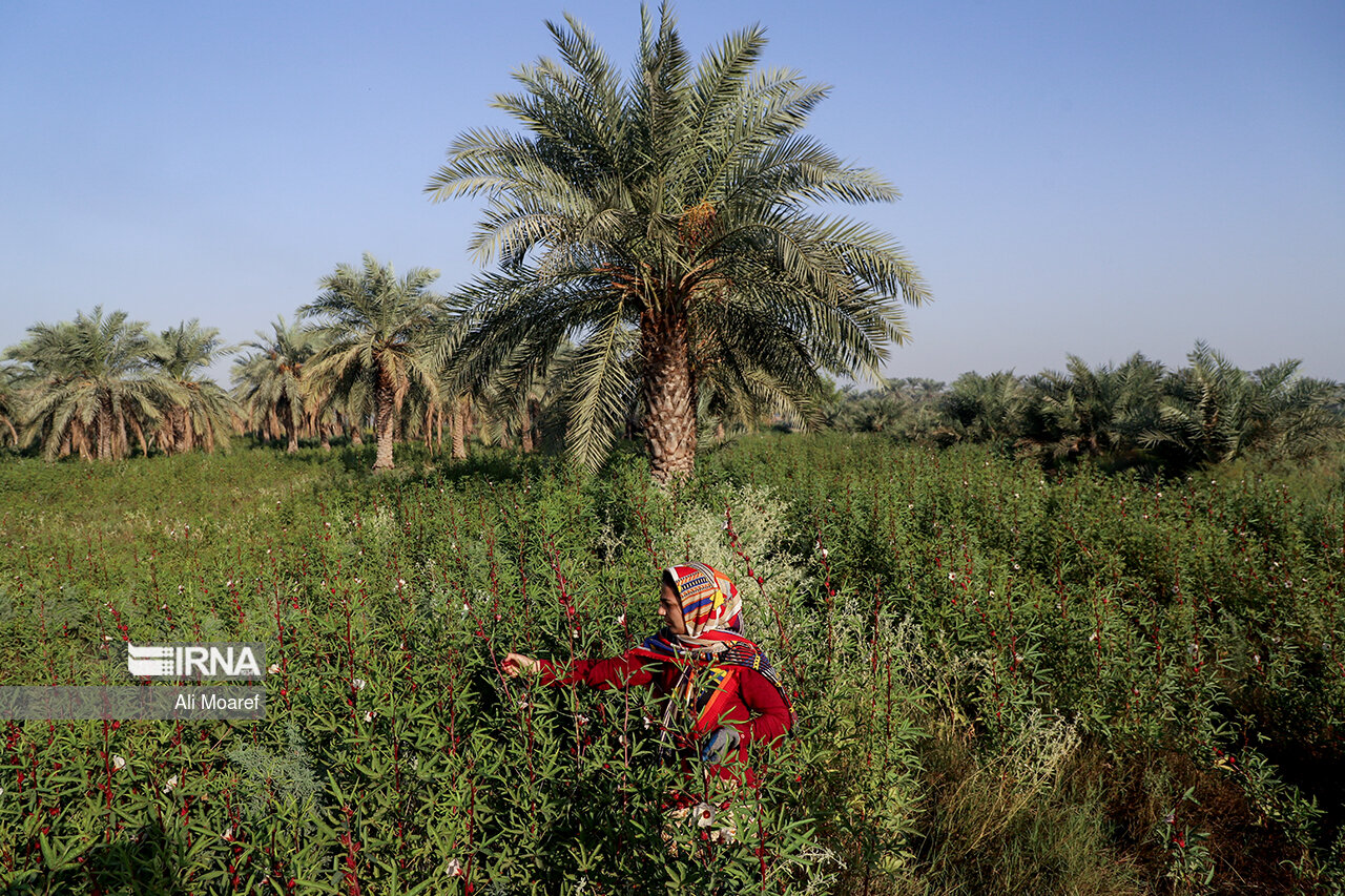 الگوی کشت در سطح ۱۴۴ هزار هکتار اراضی کشاورزی استان بوشهر اجرا می‌شود