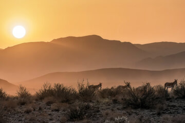 گله «گورخر ایرانی» در منطقه حفاظتشده بهرام گور