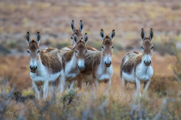 گله «گورخر ایرانی» در منطقه حفاظتشده بهرام گور