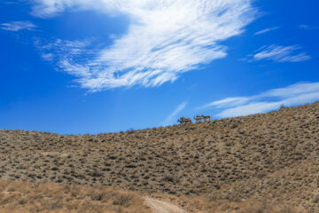 گله «گورخر ایرانی» در منطقه حفاظتشده بهرام گور