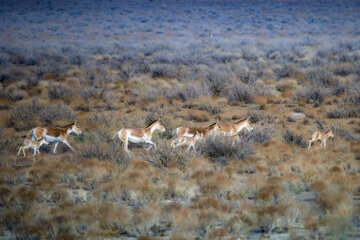 گله «گورخر ایرانی» در منطقه حفاظتشده بهرام گور