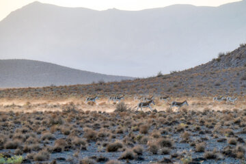 گله «گورخر ایرانی» در منطقه حفاظتشده بهرام گور