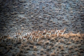 گله «گورخر ایرانی» در منطقه حفاظتشده بهرام گور