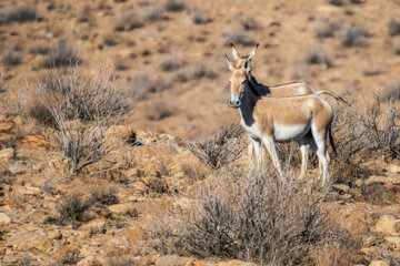 «گورخر ایرانی» در منطقه حفاظتشده بهرام گور