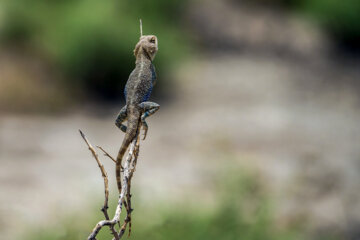 «آگاما سروزغی» در منطقه حفاظتشده بهرام گور