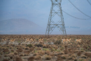 گله «گورخر ایرانی» در منطقه حفاظتشده بهرام گور