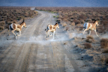 گله «گورخر ایرانی» در منطقه حفاظتشده بهرام گور