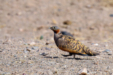 «باقرقره شکم سیاه» در منطقه حفاظتشده بهرام گور