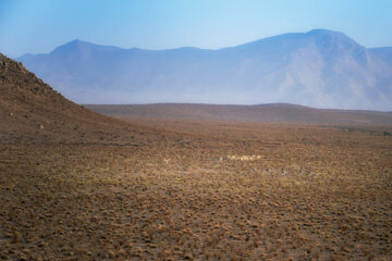 گله «گورخر ایرانی» در منطقه حفاظتشده بهرام گور