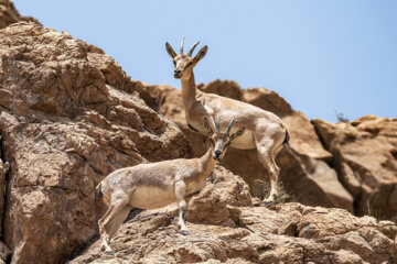 «بز کوهی» در منطقه حفاظتشده بهرام گور
