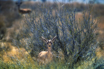 «جبیر» در منطقه حفاظتشده بهرام گور