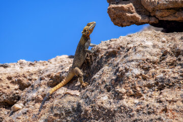 «آگاما صخره ای» در منطقه حفاظتشده بهرام گور