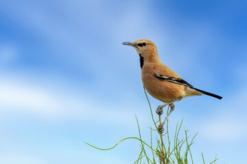 «زاغ بور» در منطقه حفاظتشده بهرام گور