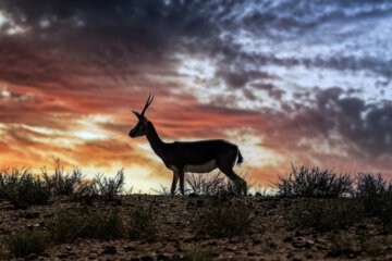 «جبیر» در منطقه حفاظتشده بهرام گور
