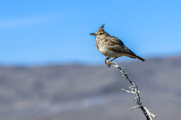 «چکاوک کاکلی» در منطقه حفاظتشده بهرام گور