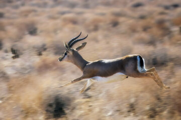 «جبیر» در منطقه حفاظتشده بهرام گور