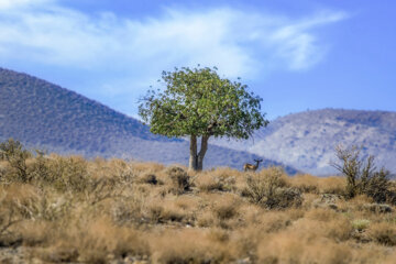 «جبیر» در منطقه حفاظتشده بهرام گور