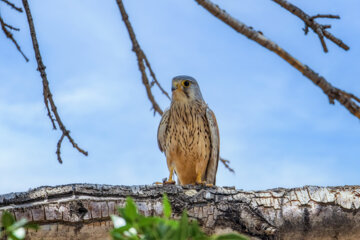 «دلیجه» در منطقه حفاظتشده بهرام گور