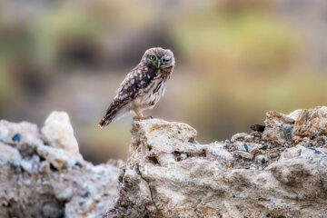 «جغد کوچک» در منطقه حفاظتشده بهرام گور