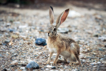 «خرگوش صحرایی» در منطقه حفاظت‌شده بهرام گور