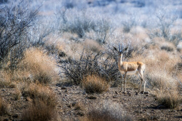 «جبیر» در منطقه حفاظتشده بهرام گور