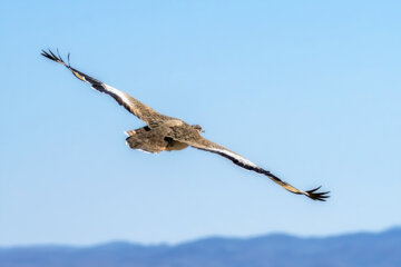 «هوبره» در منطقه حفاظتشده بهرام گور
