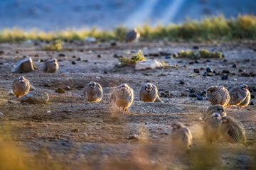 «کبک» در منطقه حفاظتشده بهرام گور