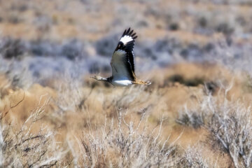 «هوبره» در منطقه حفاظتشده بهرام گور