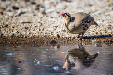 «باقرقره» در منطقه حفاظتشده بهرام گور