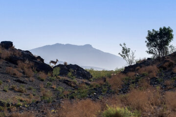 «میش» در منطقه حفاظتشده بهرام گور