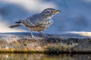 «گنجشک بیابانی» در منطقه حفاظتشده بهرام گور