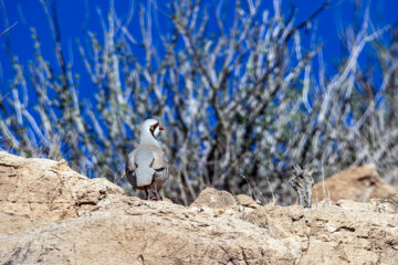 «کبک» در منطقه حفاظتشده بهرام گور