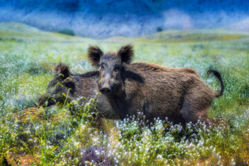 «گراز وحشی» در منطقه حفاظتشده بهرام گور