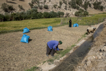 زندگی در روستا