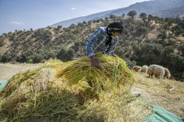 کشاورزان روستای شوتاوه اواسط مهرماه محصول برنج برداشت می‌کنند‌.