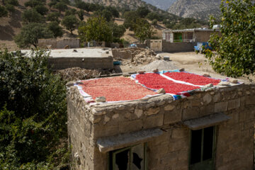 مردم روستای شوتاوه مقداری از انارها را برای استفاده در غذا خشک می‌کنند‌.