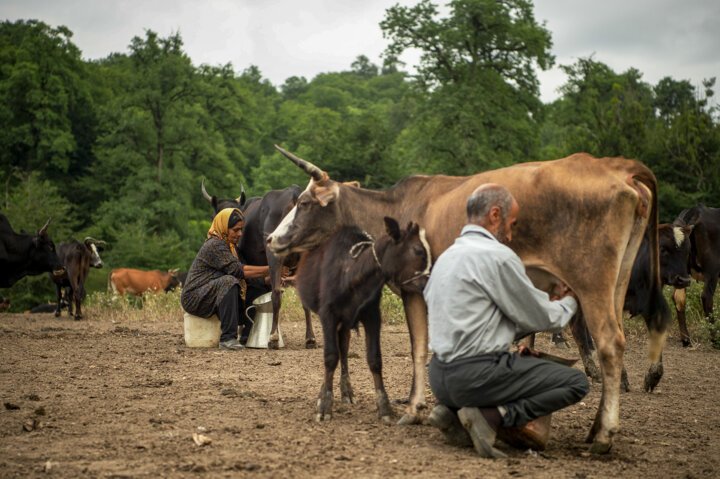 عبور سخت دامپزشکی از خطرات بیماریهای مشترک در شرایط دامداری سنتی مازندران