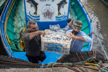 Pesca de Clupeonellas cultriventris en el norte de Irán