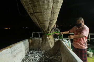 صید بیش از ۶ هزار تن کیلکا و ماهیان استخوانی در سواحل گیلان