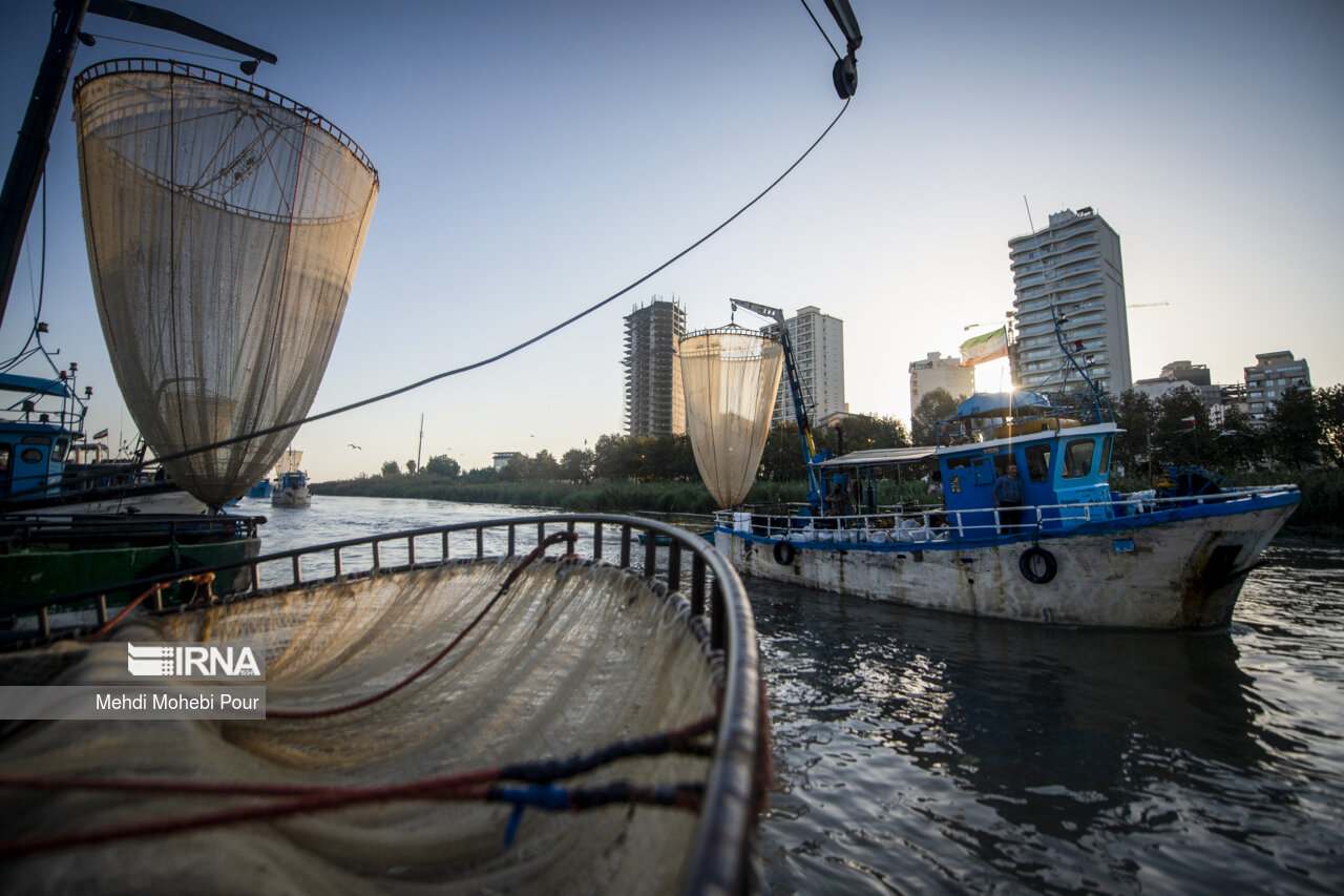 صید کیلکا در دریای خزر